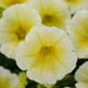 Petunia Easy Wave Yellow F1 Seed - Walmart.com