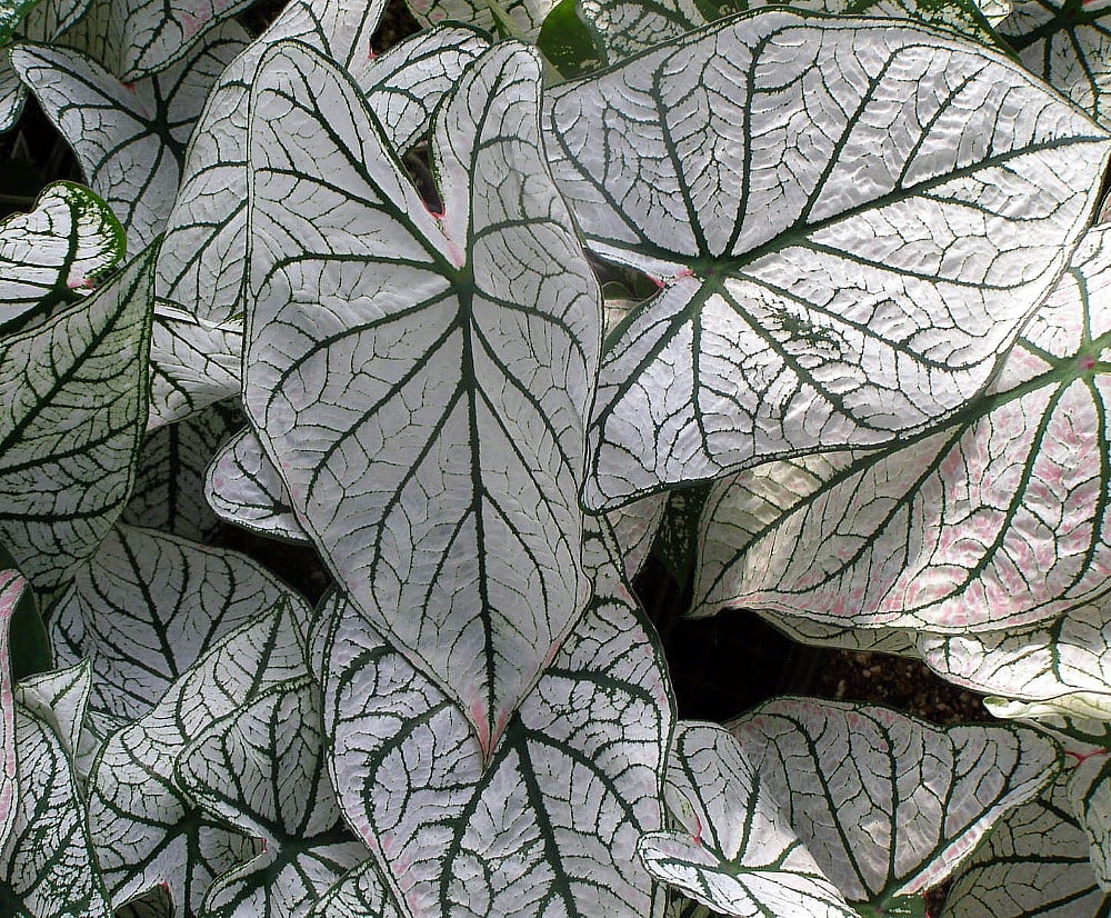 Fancy Candidum Caladium 3 Bulbs - White/Green Veins - Walmart.com