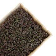 Pro Micro Jute Microgreens Grow Mats by Handy Pantry - 10x10 Inches For 1010 Growing Trays - Pack of 50 Pads - Hydroponic Grow Media For Micro Greens & Wheatgrass