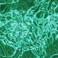 thumbnail image 1 of Ahgly Company Tapis d'Intérieur Lavable en Machine Carré Transitionnel Moyen Vert Printemps, 8 Pieds Carré, 1 of 7