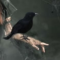 thumbnail image 4 of Simulation Black Crow Feather Animal Halloween Props Simulation Crow Festival Feather Production Decorative Props, 4 of 8