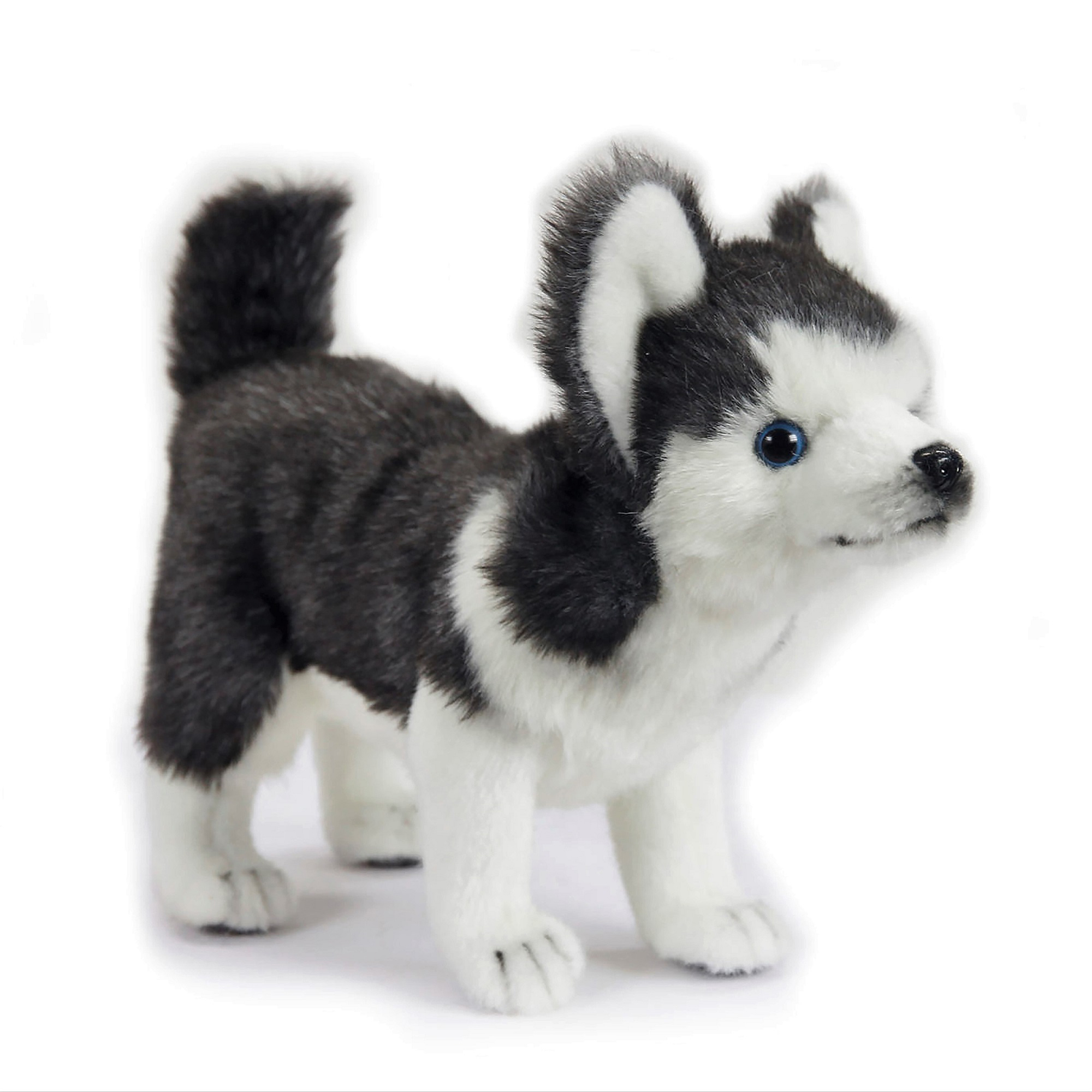 toy husky puppies