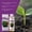 As show, variant on Flower Food Liquid Fertilizer for Potted Plants Indoor Outdoor, Bloom Booster Plant Nutrients for Flowers Growth, All-Purpose Garden Plant Food for Roses, Succulents, Hydrangeas, Orchids