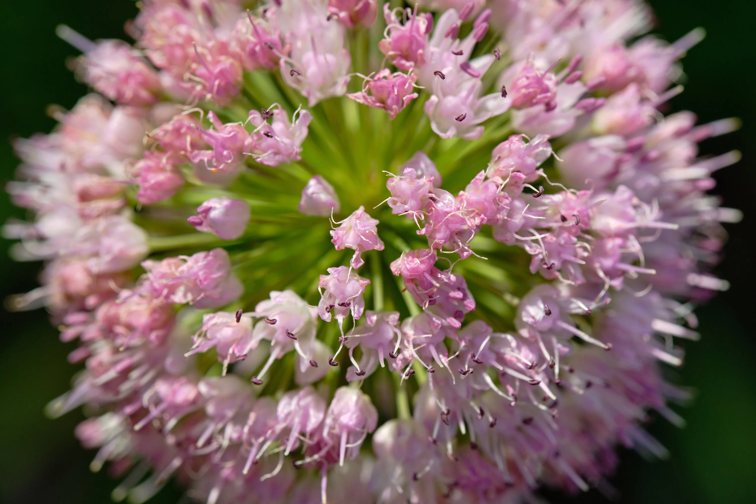 10 Seeds MOUSE GARLIC Allium Angulosum Wild Garlic Pink Flower Herb Seeds - image 2 of 6