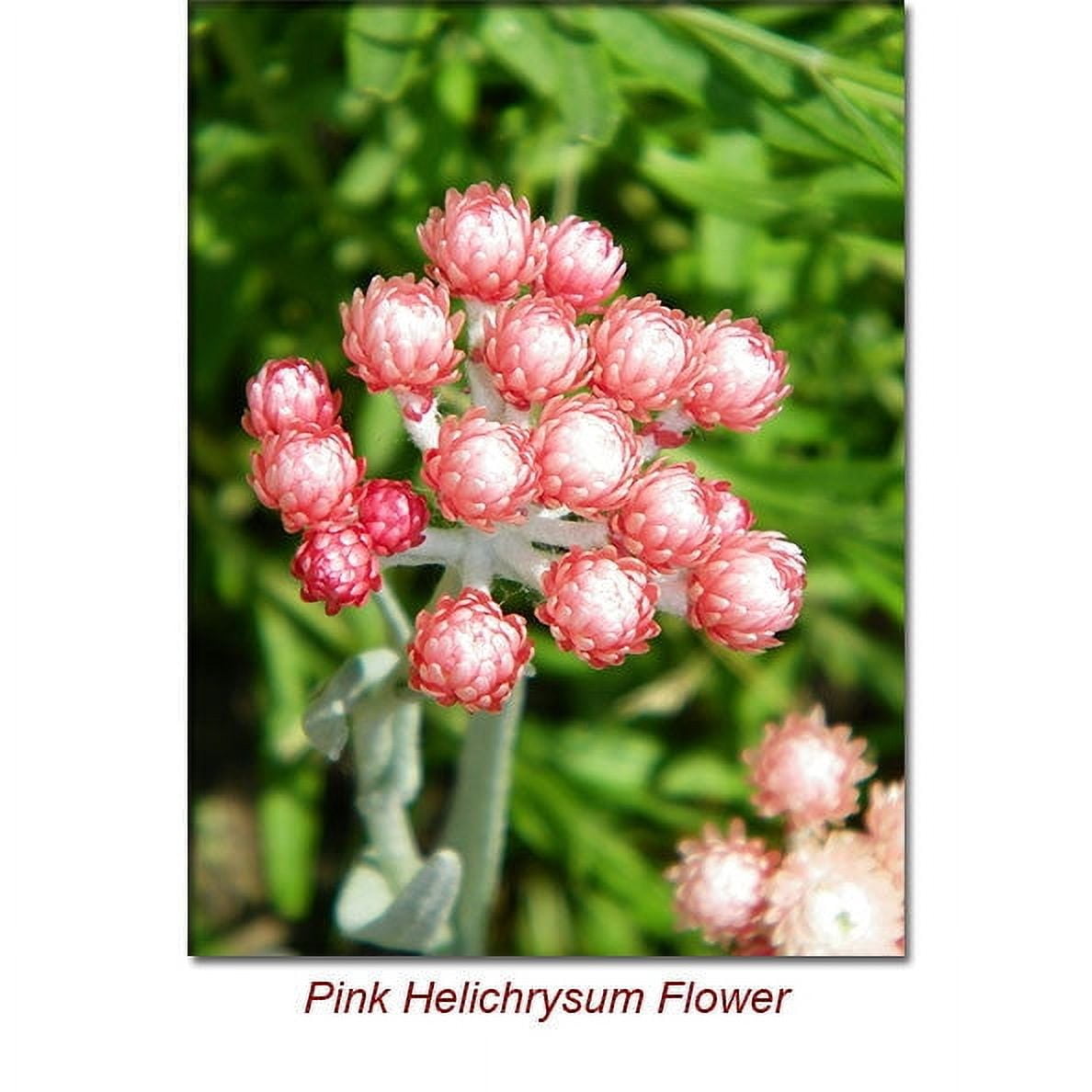 Helichrysum Italicum Wild Crafted Essential Oil 10 ml (1/3 fl oz) - 100% Pure and Natural by Silky Scents