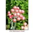 thumbnail image 3 of Helichrysum Italicum Wild Crafted Essential Oil 10 ml (1/3 fl oz) - 100% Pure and Natural by Silky Scents, 3 of 5