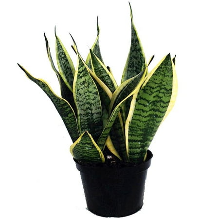 Futura Snake Plant, Mother-In-Law's Tongue, Barbershop Plant-Sanseveria - 6