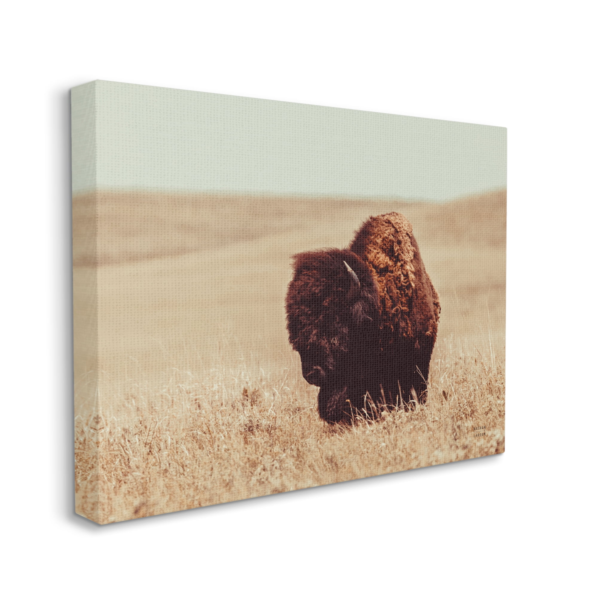 Stupell Industries Bison Grazing Tall Grass Animals & Insects Photography Gallery Wrapped Canvas Art Print Wall Art, 40 x 30