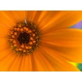 thumbnail image 2 of Grayscale 14x12 Gold Ornate Wood Framed with Double Matting Museum Art Print Titled - Orange Wildflower II, 2 of 4
