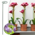 thumbnail image 2 of YardChic 5Pcs Plant Support Stakes, Garden Single Stem Flower Support Sticks, Metal Single stemmed Flower Support Hoops for Orchid Lily Rose Peony Tomatoes Gladiolus, Garden Essentials, 10 Inchs, 2 of 2