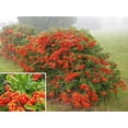 thumbnail image 4 of 25 SCARLET FIRETHORN Pyracantha Coccinea Bush Shrub Flower Seeds, 4 of 5