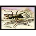 thumbnail image 1 of Insect: Anostostoma Australasiae- Fine Art Canvas Print (20" x 30"), 1 of 1