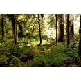 thumbnail image 2 of Murdock, Ramona 32x23 Gold Ornate Wood Framed with Double Matting Museum Art Print Titled - Morning Sunshine, 2 of 4