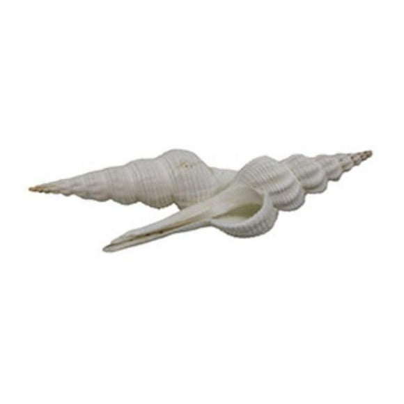 U.S. Shell 08031 Fusinus Colus - 2 Piece