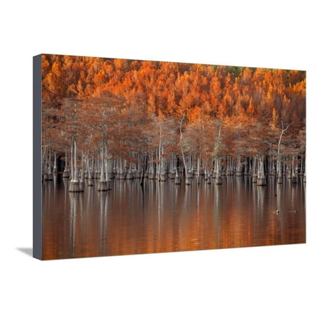 Twin Well Warmer - USA, Georgia, Twin City, Cypress trees in the fall at sunset. Stretched Canvas Print Wall Art By Joanne Wells