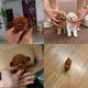 thumbnail image 2 of My Realistic Robot Puppy, Interactive Plush Pet Kids Toys Mini Cute Soft Robot Dog Can Walk And Bark, 2 of 5