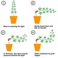 thumbnail image 2 of Maoww 60 Pieces, Plant Trainer, Pressure Trainer Plant Training Easy To Operate, Sturdy And Durable, Growth Forestry red 60PCS, 2 of 6