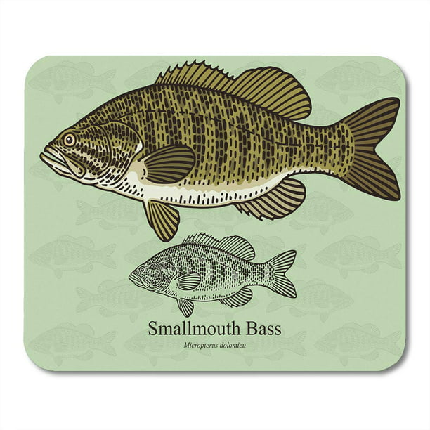 JSDART Smallmouth Bass Smallie Refined Details and Optimized Stroke That  Allows The to Be in Small Sizes Mousepad Mouse Pad Mouse Mat 9x10 inch 