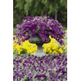 thumbnail image 3 of Wave 1 Quart Purple Petunia Annual Live Plants (5 Count) with Grower Pot, 3 of 7