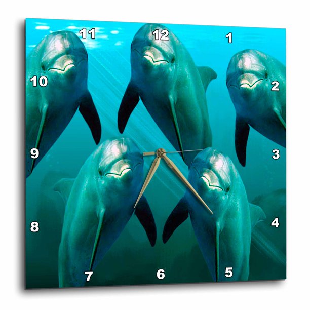3dRose Curious Dolphins Wall Clock, 10 by 10inch