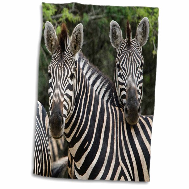 3dRose Three Burchells zebra in the Timbavati, Limpopo, South Africa