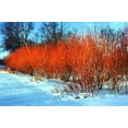 thumbnail image 3 of Red Flame Willow Trees - Burning Bush - Fast Growing and Stunning Color (16 Trees), 3 of 4