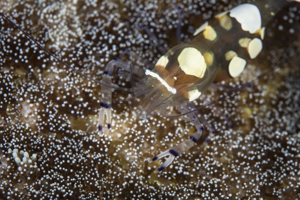A Peacock-tail Anemone shrimp sits on a host anemone Canvas Art - Ethan DanielsStocktrek Images (34 x 23)