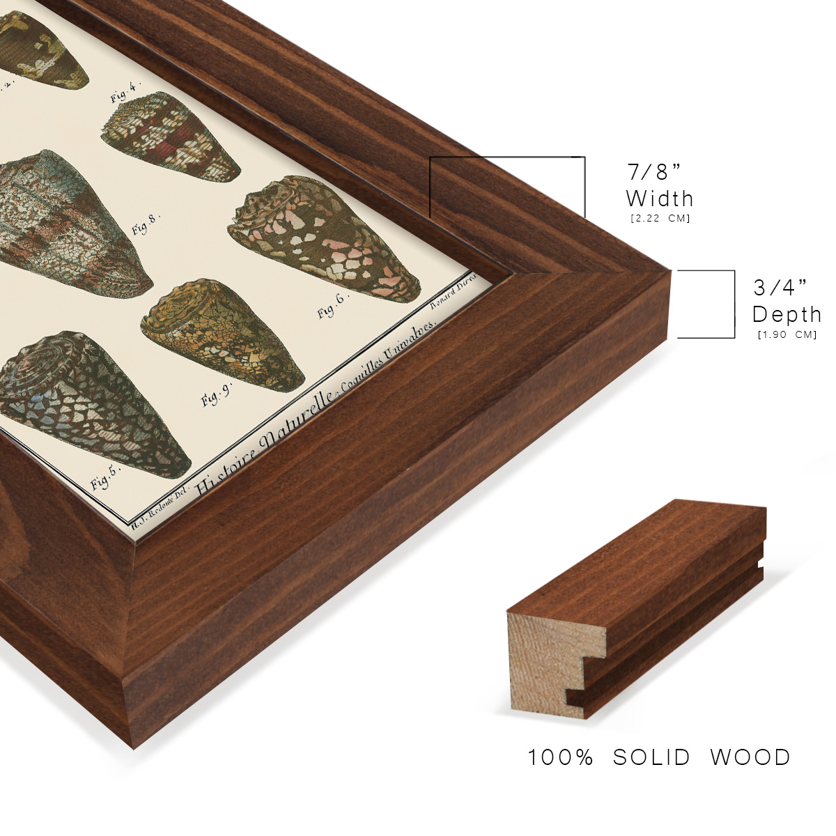 Cone Shell pl. 318 -Framed Print w/glass-Chestnut