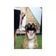 thumbnail image 4 of Correa Arcoíris Para Perros Chicos Y Medianos, 4 of 5
