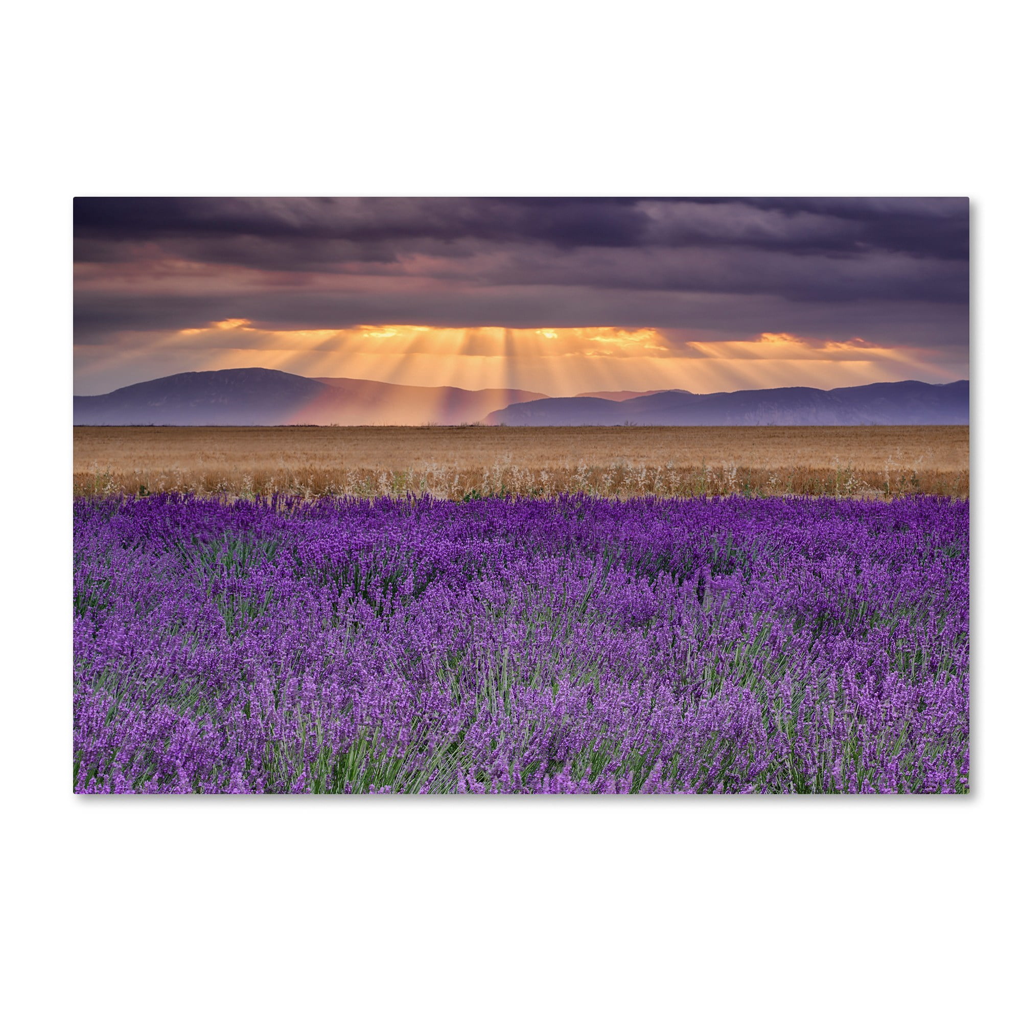 Trademark Fine Art "Lavender Sunbeams" Canvas Art by Michael Blanchette Photography