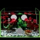 thumbnail image 4 of ADDHAT 10Ud Para Acuario Betta Con Ventosa Transparente Ideal Para Y Entrenamiento, 4 of 8