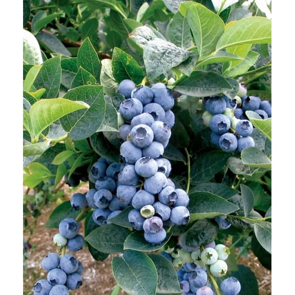 Top Hat Blueberry Plant Live, Dwarf Blueberry Starter Bush for Garden or Patio, 4–8 Inch Tall
