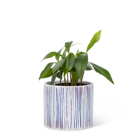 Set of 4 Shibori Line Small Planter