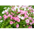 thumbnail image 2 of Seedville 200 Lavatera Trimestris Flower Seeds, 2 of 11