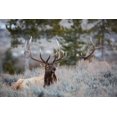 thumbnail image 2 of The Yellowstone Collection 14x11 Gold Ornate Wood Framed with Double Matting Museum Art Print Titled - Bull Elk, Blacktail Deer Plateau, Yellowstone National Park, 2 of 4