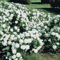 White Meidiland Dormant Bare Root Groundcover Rose, Includes one dormant plant per order