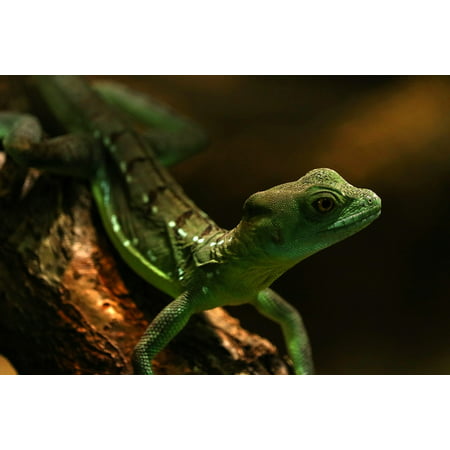 LAMINATED POSTER Reptile Gecko Lizard Zoo Green Terrarium Climb Poster Print 24 x