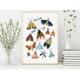 thumbnail image 3 of Moths & Butterflies Wall Art, Bugs & Animal Kids Room Decor, Woodland Themed Art, Gift for Classroom, School, Kids & Nursery Room, Woodland - (Unframed, 9 x 11 inches), 3 of 4