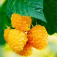 thumbnail image 2 of 3 Raspberry Plants Live, Sweet Raspberry Bush Live Plants, Well-Rooted 5-8 Inch Height, Raspberry Shrub Outdoor, No Pot (Fall Gold Raspberry), 2 of 6