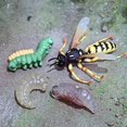 thumbnail image 4 of 2x Enseñanza del del animal del juguete del naturaleza de 4 pedazos Yotijar Juego de crecimiento de insectos para niños, 4 of 7