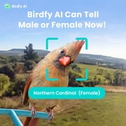 Netvue Birdfy Bird Feeder with Camera, Smart Bird Camera with Solar Panel, AI Identify 6000+ Species, Automatic reminder recording, Ideal Gift