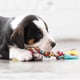 thumbnail image 3 of Pack de Juguetes Dentales para Mascotas Petstages Mini, 3 of 9