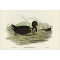 thumbnail image 2 of Gould, John 24x17 Gold Ornate Wood Framed with Double Matting Museum Art Print Titled - Dusky Moorhen-Gallinula tenebrosa, 2 of 4