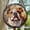 English Bulldog, variant on Barn Owl: Stained Glass-Style Christmas Ornament - Made With Real Glass, Stained Glass Ornament 2025, Holiday Decoration, Seasonal Keepsake Gift, Unique Collectible, Window