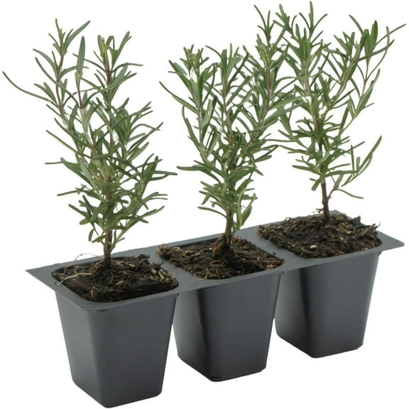Citronella King Tuscan Blue Rosemary Live Plants in 2.5” Nursery Pots – Aromatherapy Herb for Cooking