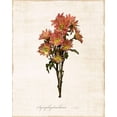 thumbnail image 2 of Carpentieri, Natalie 26x32 Gold Ornate Wood Framed with Double Matting Museum Art Print Titled - Sketchbook Aster, 2 of 4