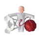 thumbnail image 4 of Modelo de anatomía de pelvis femenina tamaño real Hugo, 4 of 10