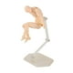 thumbnail image 2 of Cuerpo de figura de acción, Poses personalizables, PVC duradero móvil, maniquí de dibujo ampliamente utilizado para oficina familiar, Color de piel para hombre, 2 of 5