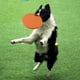 thumbnail image 3 of Disco volador TPR para mascotas 17,8 CM Disco interactivo para mascotas Juguete para perros Juguete Abanopi Azul, 3 of 7
