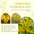 thumbnail image 4 of Yellow Forsythia Bush Live Plant 8–10 Inch Dormant, Lynwood Gold Flowering Shrub for Outdoor Planting, Starter Plant, 4 of 6
